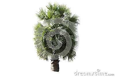 Beautiful sugar palm Isolated on the white background Stock Photo