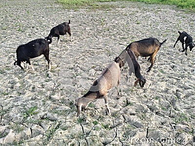 Beautiful sum goat eating grash on dry land from Gazipur Bangladesh Stock Photo