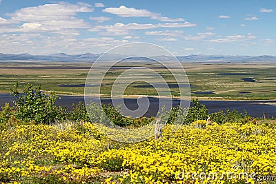 Beautiful summer Arctic landscape. Gophers among yellow flowers in the tundra Stock Photo