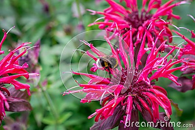 Beautiful summer bloom of vibrent red Crimsom Monarda didyma Scarlet beebalm flowers Stock Photo