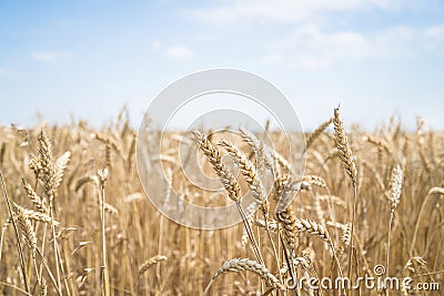 Beautiful summer field of ripe wheats on sunny day Stock Photo