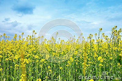 Beautiful summer field with yellow flowers and daisies. Stock Photo