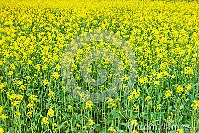 Beautiful summer field with yellow flowers and daisies. Stock Photo