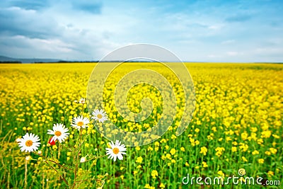 Beautiful summer field with yellow flowers and daisies. Stock Photo