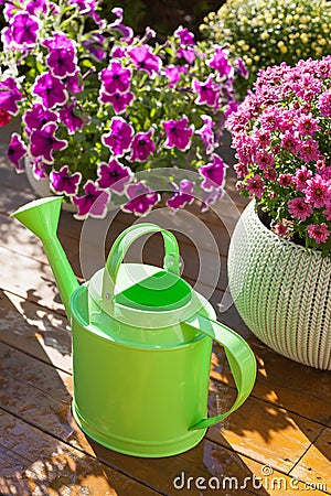 beautiful summer flowers in flowerpots in garden. chrysanthemum, petunia, watering can Stock Photo