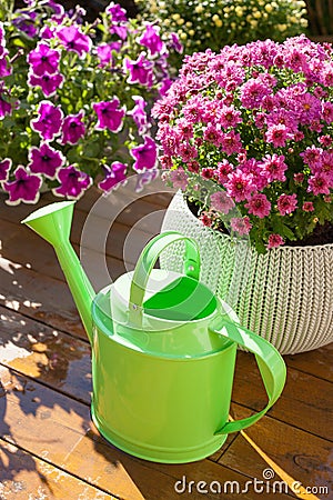 Beautiful summer flowers in flowerpots in garden. chrysanthemum, petunia, watering can Stock Photo