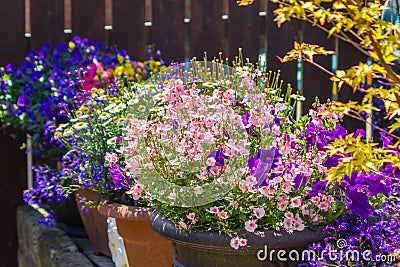 Beautiful, Summer garden with amazing blossom in big flowerpots Stock Photo
