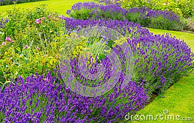 Beautiful, summer garden with blooming lavender and various plants Stock Photo