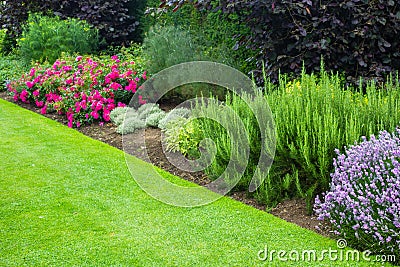 Beautiful, summer garden with red roses and various plants Stock Photo