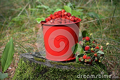 Beautiful summer image wild strawberries in a red bucket Stock Photo