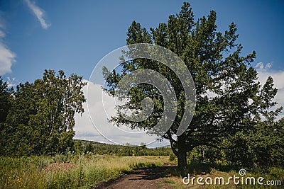 Beautiful summer landscape with a big green tree against the blue sky Stock Photo