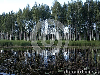 Beautiful summer landscape with calm lake, reflections of different trees, Stock Photo
