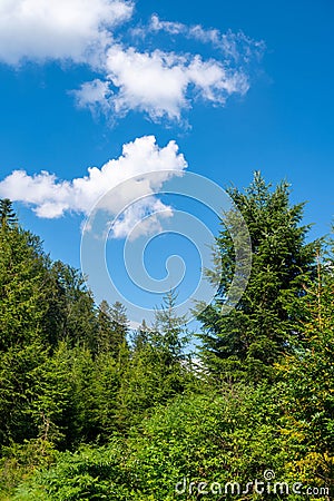 Beautiful summer landscape. Pines trees. Blue sky. Stock Photo