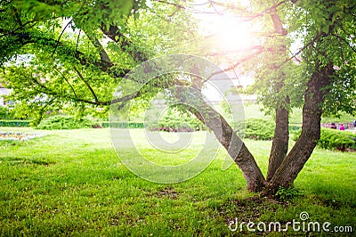 Beautiful summer landscape with a tree and sun rays in park Stock Photo