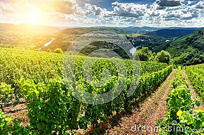 Beautiful summer landscape with vineyard Stock Photo