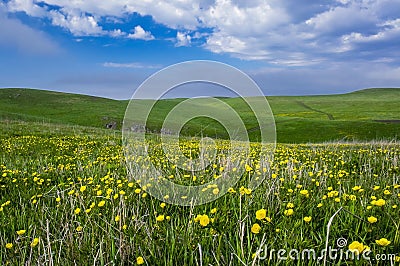 Beautiful summer landscape, yellow flower field on the hills Stock Photo