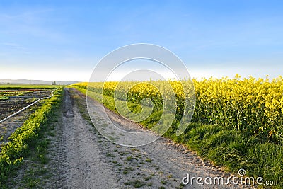 beautiful summer landscape, young rapeseed plants, green fields of ripening agro culture, vegetable lettuce plants, country road, Stock Photo