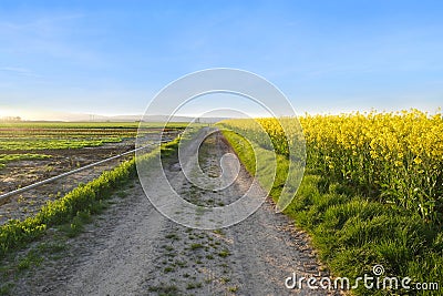 beautiful summer landscape, young rapeseed plants, green fields of ripening agro culture, vegetable lettuce plants, country road, Stock Photo