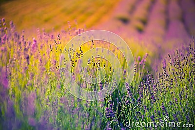 Beautiful summer meadow flowers, colorful lavender landscape Stock Photo