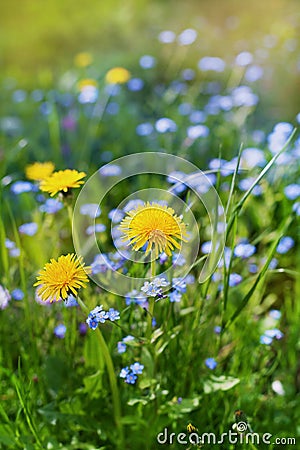 Beautiful summer meadow with flowers dandelions and forget-me-nots, lovely landscape of nature Stock Photo