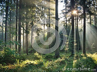 Beautiful summer morning in the forest Stock Photo