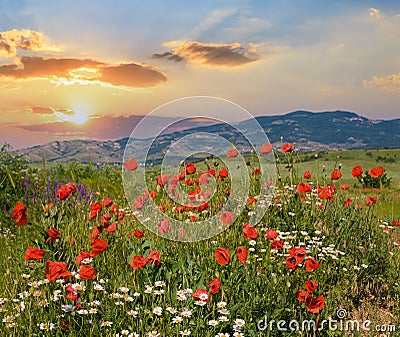 Beautiful summer mountain landscape with red poppy and white camomile flowers Stock Photo