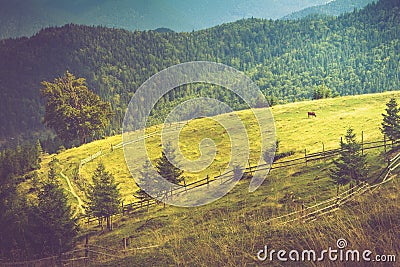 Beautiful summer mountain landscape at sunshine.View of the meadow fenced fence and cows grazing on it. Stock Photo