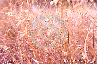 Beautiful summer nature background. Meadow field in prairies with dry tender plants flowers fluffy grass. Warm earthy pink tones Stock Photo