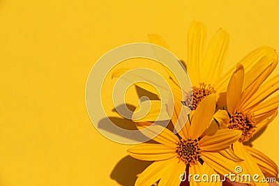 Beautiful summer photo plant sun yellow flower spring background Stock Photo