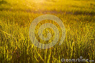 Beautiful summer sunset landscape, orange green grass. Stock Photo