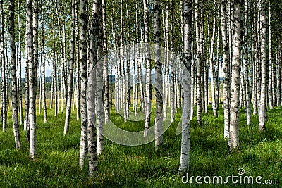 Beautiful summer view of a grove of birch trees with green grass Stock Photo