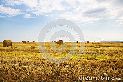 Beautiful summer wheat field with lying round bales, blue sky with clouds Stock Photo