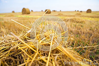 Beautiful summer wheat field with lying round bales, blue sky with clouds Stock Photo