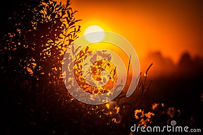A beautiful summertime scenery with local vegetation. Stock Photo