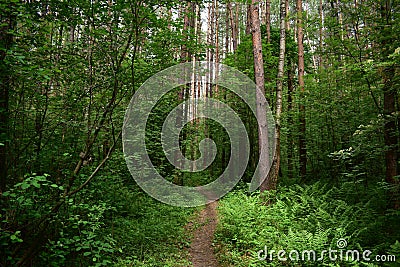 Beautiful summertime wood in Russia Stock Photo