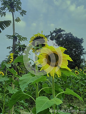 Beautiful sun flower image in india Stock Photo