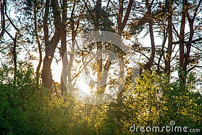 beautiful sundown forest Stock Photo