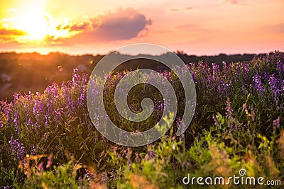 Beautiful sundown in the village. Vicia tenuifolia or cow vetch flowers on sunset in the field. Violet wild flowers in the meadow Stock Photo