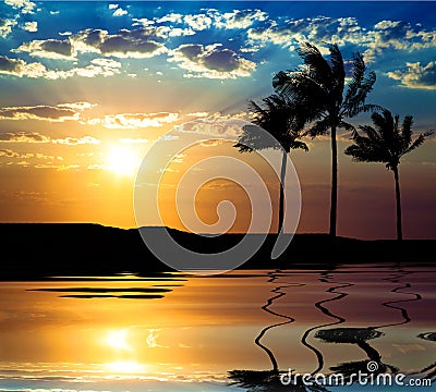 Beautiful sunet with palm tree Stock Photo