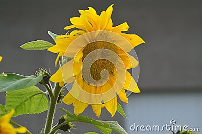 Beautiful sunflower Stock Photo