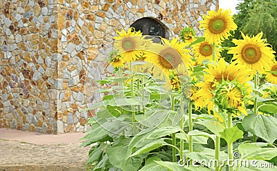 Beautiful sunflower field Stock Photo