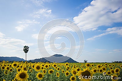 Beautiful sunflower field Stock Photo