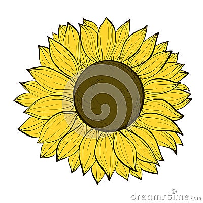 Beautiful sunflower isolated on a white background Vector Illustration