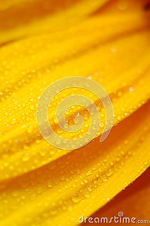Beautiful sunflower petals closeup Stock Photo