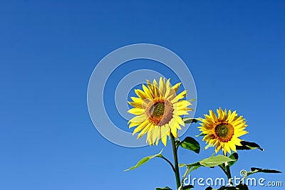 Beautiful Sunflowers Stock Photo