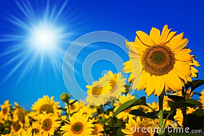 Beautiful sunflowers Stock Photo