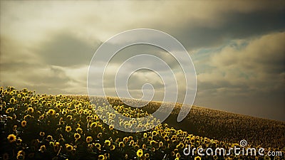 Beautiful sunflowers and clouds in a Texas sunset Stock Photo