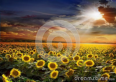 Beautiful sunflowers field on sunset Stock Photo