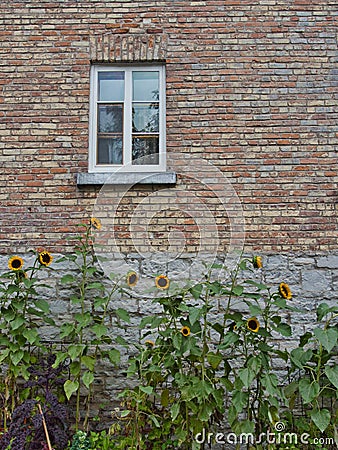 Beautiful sunflowers growing in front of an old multicolored brick and stone wall with a window Stock Photo