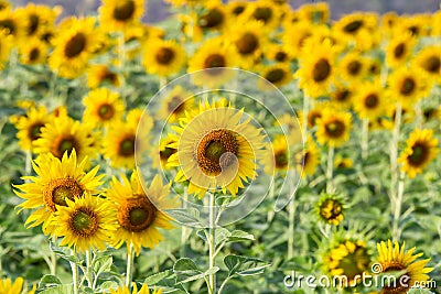 Beautiful sunflowers in spring field and the plant of sunflower is wideness plant in travel location, Khao Chin Lae Sunflower Fiel Stock Photo